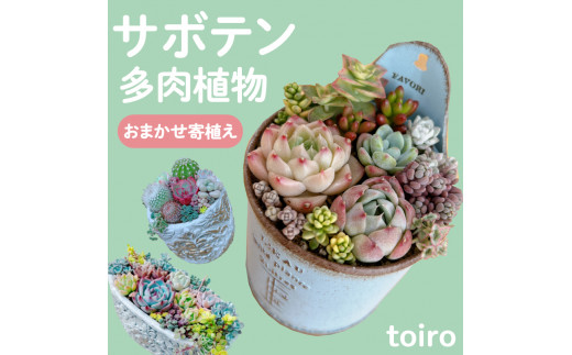 サボテン 多肉植物 寄植え おまかせ 鉢付き オシャレ 観葉植物 塊根