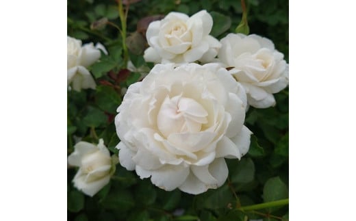 yʌє\szyApple Roseszocw[jOExYxc6|bgA[52210937]