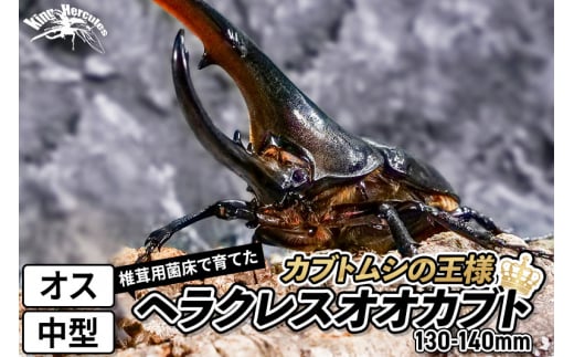 《TVで紹介されました》ヘラクレスオオカブト（成虫）オス 中型（130-140mm） 飼育ケース・マニュアル付き カブトムシ -  秋田県横手市｜ふるさとチョイス - ふるさと納税サイト