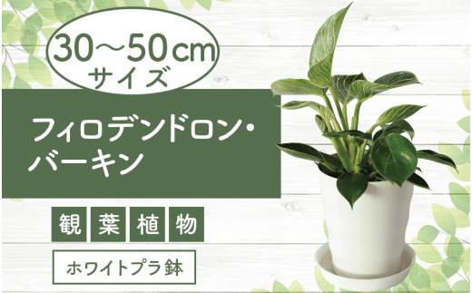 1月上旬～発送【観葉植物】フィロデンドロン・バーキン30cm