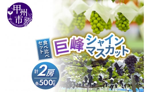 大人気！巨峰・シャインマスカット食べ比べセット【2024年発送】（RC）B-438 - 山梨県甲州市｜ふるさとチョイス - ふるさと納税サイト