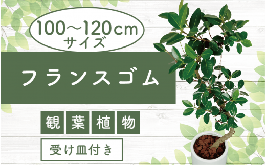 2025年4月中旬～発送【観葉植物】フランスゴム100cm～120cm ホワイト陶器鉢(専用受け皿付き)(T&P/035-1471) 観葉植物 植物 鉢付  インテリア 室内 オフィス おしゃれ プレゼント ギフト 開店祝い 移転祝い マイナスイオン【配送不可地域：北海道・沖縄県・離島】 - 鹿児島 ...