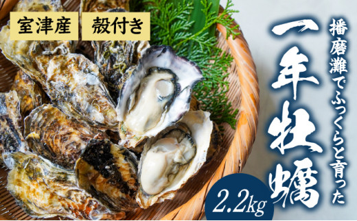 H-11【12月〜3月限定】 室津産殻つき牡蠣2.2kg - 兵庫県たつの市｜ふるさとチョイス - ふるさと納税サイト