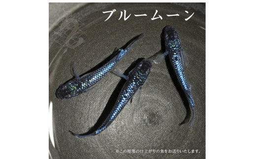 yʌxmsz0030-025 _Juu[[v1yA