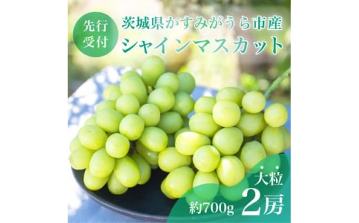 先行受付＞茨城県かすみがうら市産 シャインマスカット2房(約700g×2)【1130740】 - 茨城県かすみがうら市｜ふるさとチョイス -  ふるさと納税サイト