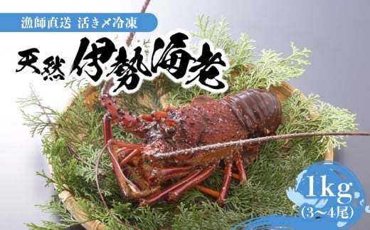 漁師直送】活き〆冷凍 天然伊勢海老1kg（3～4尾） W005-001u - 鹿児島県和泊町｜ふるさとチョイス - ふるさと納税サイト