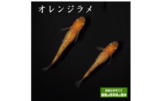 【幸福めだか】　オレンジラメ　オス2メス8 オーロラオレンジラメ＆オーロラオレンジ斑ラメ・種親│メダカ屋・猫飯