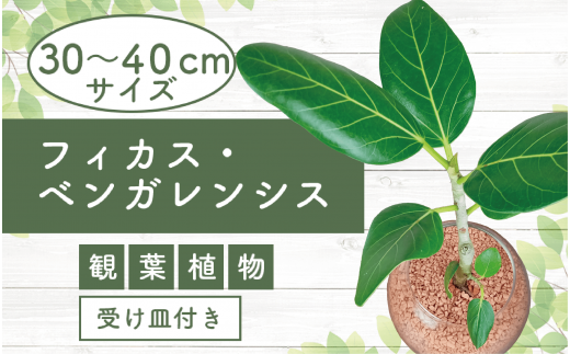 3月下旬～発送【観葉植物】フィカス・ベンガレンシス30cm～40cm