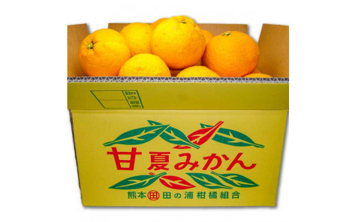 B236-13 マルタの甘夏みかん約10kg - 熊本県芦北町｜ふるさと