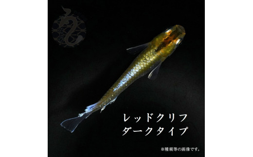 0100-005 メダカ「レッドクリフダークタイプ」3ペア - 埼玉県富士見市｜ふるさとチョイス - ふるさと納税サイト