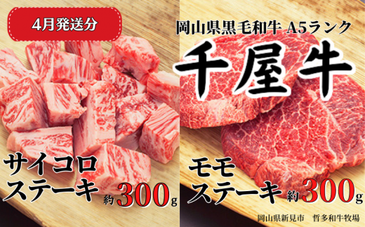 yRVszy2026N4z牮 TCREXe[LZbg(v600g) q꒼ A5N