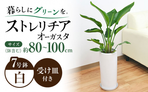 y茧呺szXg`A I[KX^ ~`픫Aij 7TCY / ϗt A CeA  / 呺s / Չԉ[ACYK028]