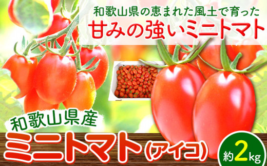 トマト ミニトマト ミニトマト(アイコ)約2kg入 株式会社 はし長《12月中旬-7月上旬頃より発送予定(土日祝除く)》和歌山県 日高川町 贈り物  ギフト 野菜 アイコトマト とまと