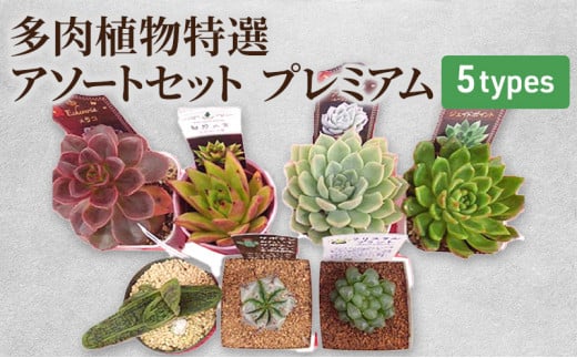 [№5895-0181]多肉植物特選アソートセット プレミアム5種類