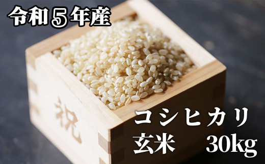 岡山県産 コシヒカリ 30kg 冷蔵保存米 令和5年度岡山県産 コシヒカリ30k 米用冷蔵庫にて保存 （令和5