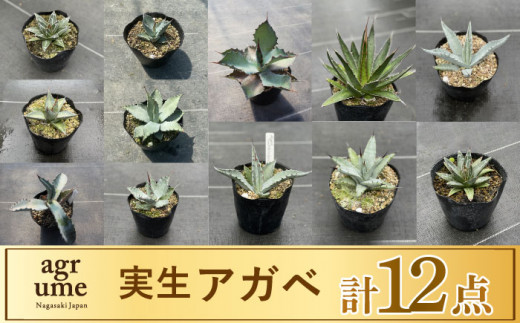 実生 アガベ 12点 長与町/アグリューム [EAI069]観葉植物 アガベ