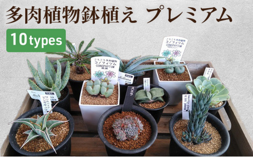 №5895-0462]多肉植物 プレミアム 10種セット - 広島県安芸高田市