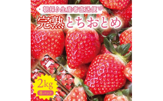 ＜完熟とちおとめ 2kg＞糖度15度以上の宮城県産いちご 約250g×8パック 置き並べ【1464378】