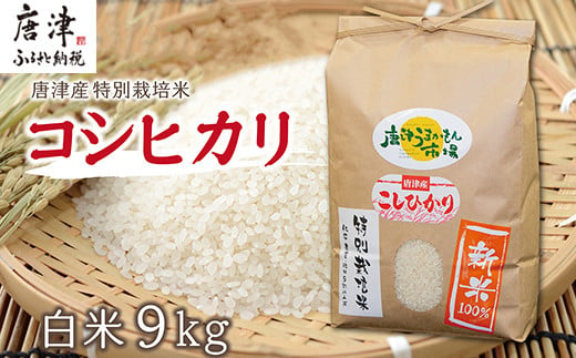 『先行予約』【令和6年産】唐津産特別栽培米 コシヒカリ(白米) 4.5㎏×2袋(合計9kg) ご飯 コメ お米