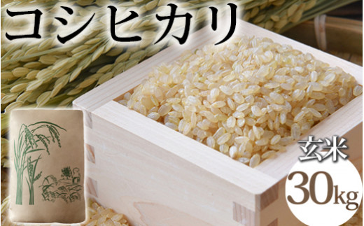 玄米 コシヒカリ 30kg  お米 ご飯