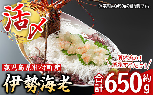 C47003 【活き〆冷凍】肝付町内之浦産伊勢海老(えっがね)の刺身(約650g