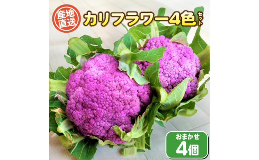 カリフラワー4色 セット 4個 ( 野菜 惣菜 おかず サラダ マリネ 和食 洋食 家庭用 新鮮 旬 産地直送 お楽しみ 豊浦町 川棚 下関 山口 )