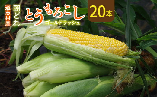 先行予約】新鮮！朝どれトウモロコシ【20本入】 ※北海道・沖縄・離島への配送不可 ※着日指定不可 ふるさと納税 野菜 やさい コーン ヤングコーン  とうもろこし トウモロコシ もろこし 青果 山梨県 道志村 送料無料 DSV007 - 山梨県道志村｜ふるさとチョイス - ふるさと ...