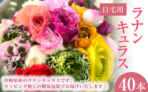 訳ありラナンキュラス自宅用40本 【2024年1月上旬～2024年3月下旬発送】