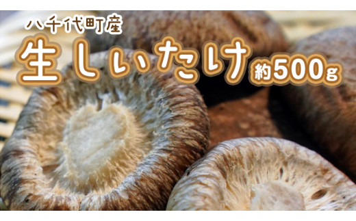 八千代町産 生 しいたけ 約500g 椎茸 生椎茸 シイタケ きのこ キノコ