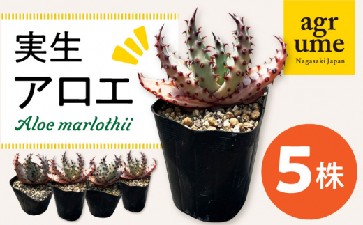 実生アロエ Aloe marlothii 5株 長与町/アグリューム [EAI110] 観葉植物 多肉植物 苗 植物 アロエ あろえ インテリア -  長崎県長与町｜ふるさとチョイス - ふるさと納税サイト