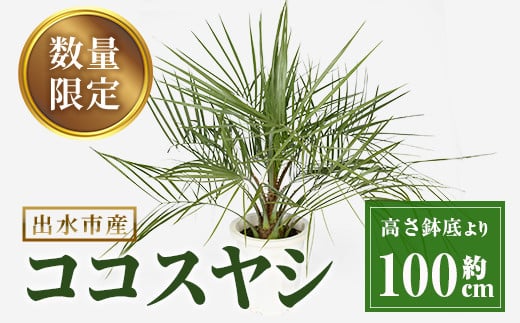 i906 ＜毎月数量限定＞ココスヤシ(鉢底より高さ約100cm) 植物 観葉植物 ココスヤシ 国内産 インテリア グリーン 自然 緑 ギフト 贈り物  数量限定【kurk PLANT LEATHER】 - 鹿児島県出水市｜ふるさとチョイス - ふるさと納税サイト