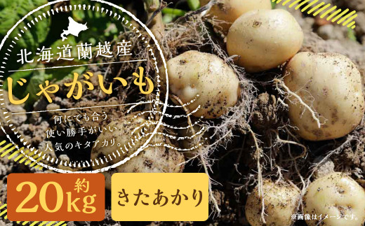 北海道 蘭越産 じゃがいも（きたあかり） 約10kg - 北海道蘭越町