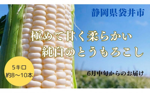 先行予約】極めて甘い白いとうもろこし ロイシーコーン 6月中旬より発送 おすすめ コーン トウモロコシ 採れたて 新鮮 健康 ヘルシー 人気 厳選  袋井市 - 静岡県袋井市｜ふるさとチョイス - ふるさと納税サイト