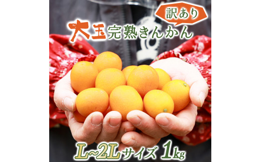 KU446 【訳あり】大玉完熟きんかん１kg 【玉様ファーム】 - 宮崎県串間