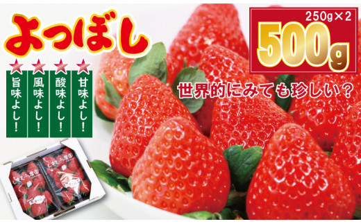 佐賀県産いちご「よつぼし」（250g×２パック） しもむら農園 イチゴ 苺