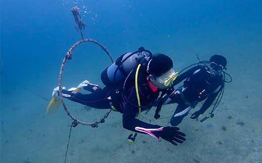 西伊豆黄金崎2ビーチダイビング（フルレンタル器材・昼食込み