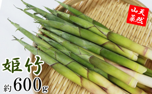 【期間限定】 天然山菜 竹の子 約600g ／ じじちゃん 筍 たけのこ 姫竹 産地直送