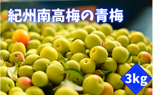 ＜先行予約＞紀州南高梅の青梅 3kg ※6月上旬以降随時発送予定 / 和歌山 田辺市 紀州南高梅 南高梅 梅干し 梅干 梅 うめ 青梅 梅シロップ 梅酒