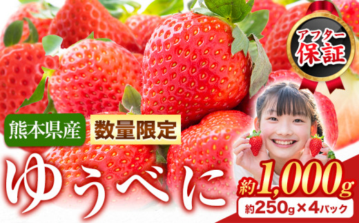 【数量限定】ゆうべに 約1,000g（約250g×4パック） 熊本 いちご 苺 イチゴ 熊本県氷川町産 ゆうべに  いちご《7-14営業日以内に出荷予定(土日祝除く)》熊本県 氷川町 果物 フルーツ