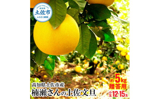 高知県土佐市産 楠瀬さんの土佐文旦 贈答用中玉 約5kg 期間限定 高知 土佐 文旦 ぶんたん ブンタン 柑橘 みかん 果物 5キロ M～Lサイズ  12～15玉 フルーツ 旬 ギフト 常温