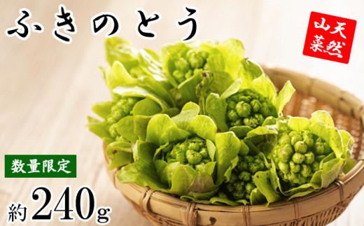 【 期間限定 】 天然山菜 ふきのとう 約240g ／ じじちゃん 旬 フキノトウ ばっけ 産地直送