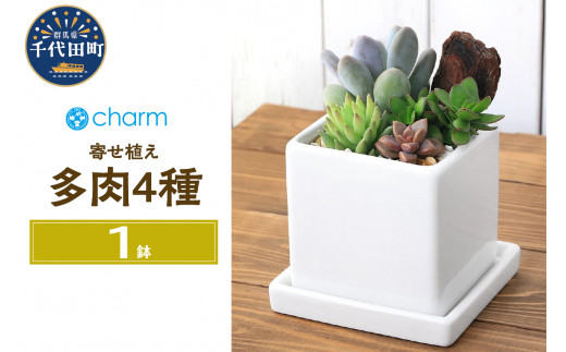 多肉4種寄せ植え 陶器鉢植え ダイスM白（1鉢）受皿付 ゼオライト 
