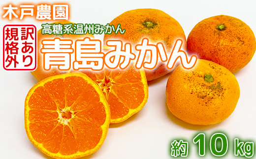 【訳あり・規格外品】木戸農園の「青島 約10kg」 高糖系温州みかん みかん 10kg 訳あり 先行予約 柑橘類 フルーツ 1月 2月  ＜113-014_5＞