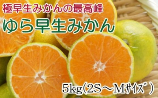 【極早生みかんの逸品】有田産ゆら早生みかん 約5kg※2024年10月中旬～11月中旬頃に順次発送予定