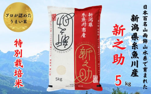 令和6年産新米予約『新之助』3kg 新潟県糸魚川産 特別栽培米 農家直送 100％根知谷産 米・食味鑑定士お墨付き【米 お米 コメ こめ ご飯 ライス  ふるさと納税米 ブランド米 食品 人気 おすすめ ギフト 糸魚川市 白米 減農薬 2024年産 シンノスケ しんのすけ 3キロ 先行予約 ...