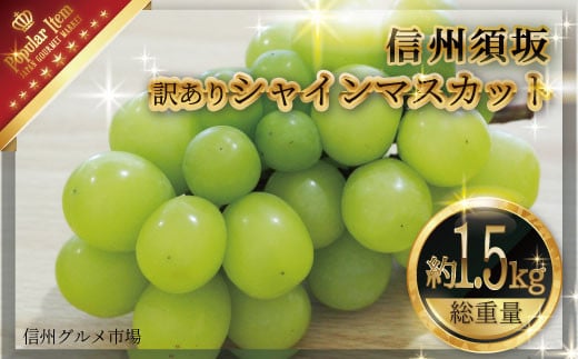 No.5657-2915]訳あり シャインマスカット 約1.5kg《信州グルメ市場》□2025年発送□※9月上旬頃～10月下旬頃まで順次発送予定 -  長野県須坂市｜ふるさとチョイス - ふるさと納税サイト