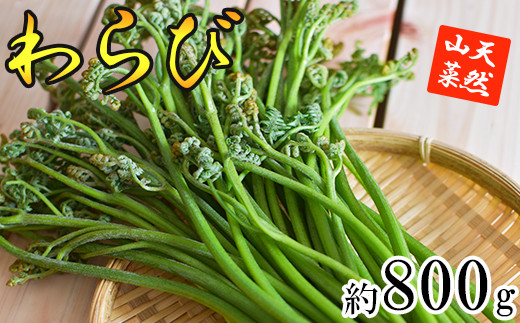 5月中旬発送開始予定】 期間限定 天然山菜 わらび 約800g ／ ワラビ 蕨