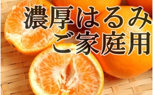 数量限定】【農家直送】濃厚はるみみかん(ご家庭用)３kg ※2024年1月