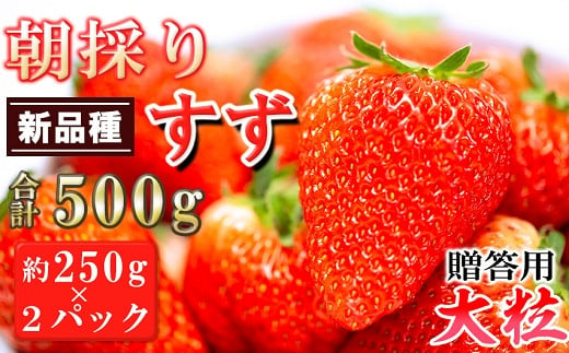 農家直送 南関町産いちご(新品種すず) 2L以上大粒厳選2パック 贈答用 - 熊本県南関町｜ふるさとチョイス - ふるさと納税サイト