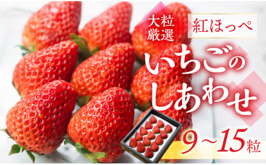 ≪先行予約≫【愛知県・田原産】ブランドいちご「いちごのしあわせ」約9粒～15粒 ／ 苺 イチゴ フルーツ 果物 農薬節減 愛知県 特産品 産地直送  田原市 渥美半島 - 愛知県田原市｜ふるさとチョイス - ふるさと納税サイト